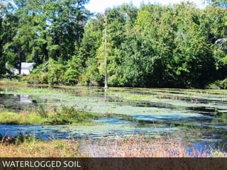 WATERLOGGED SOIL
 