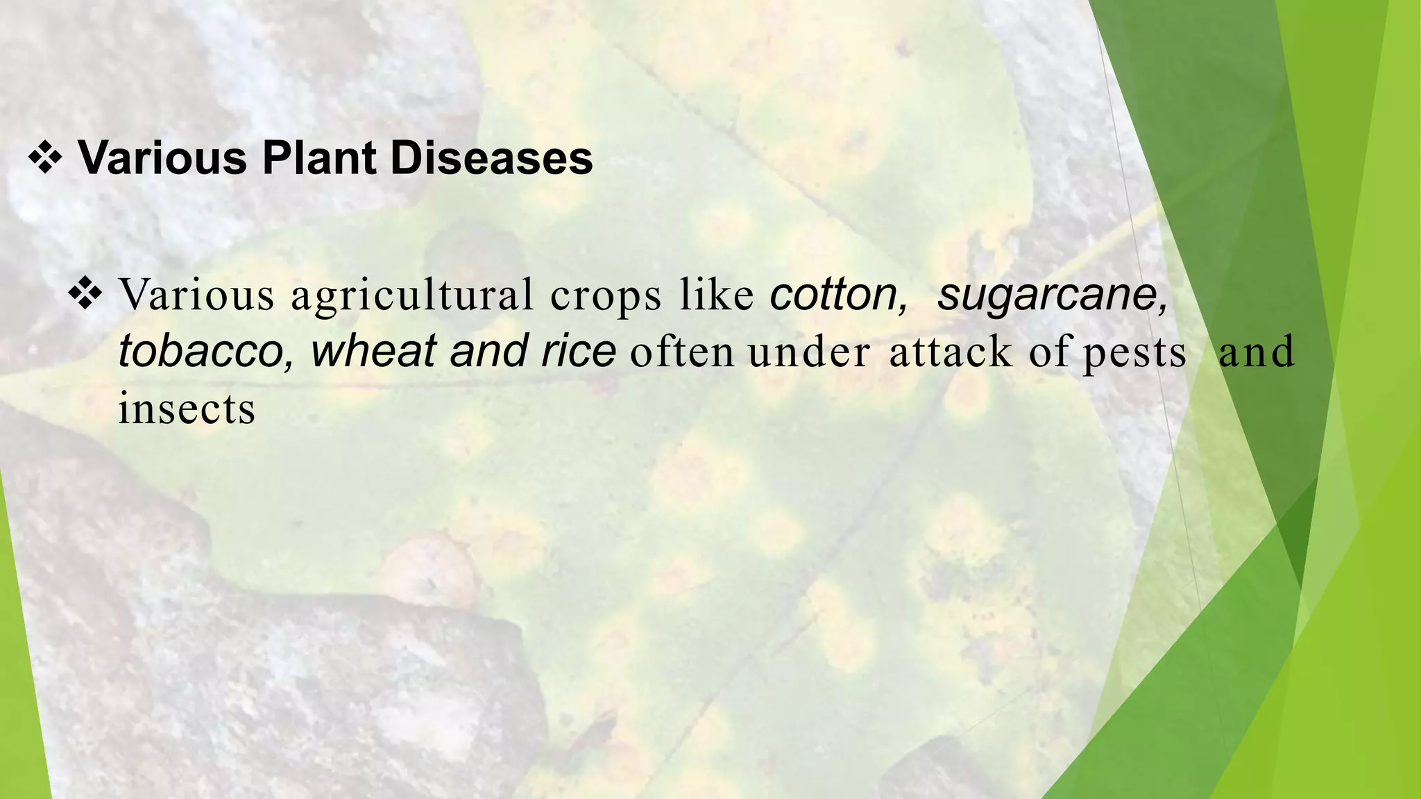  Various Plant Diseases
Various agricultural crops like cotton, sugarcane,
tobacco, wheat and rice often under attack of pests and
insects