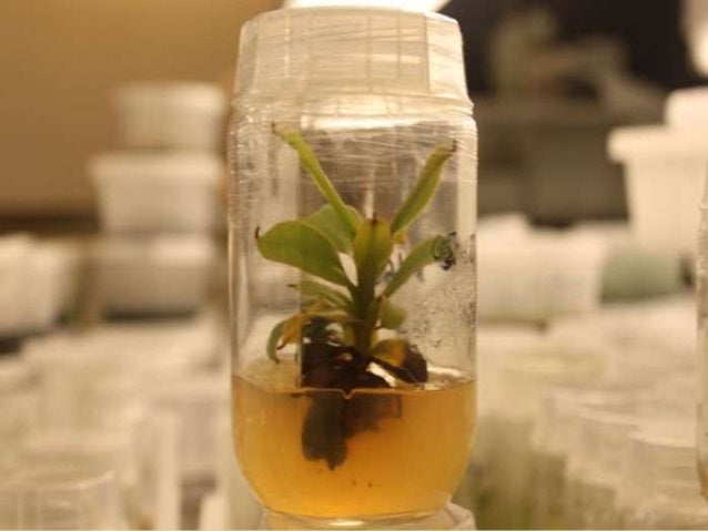 Problems in plant tissue culture