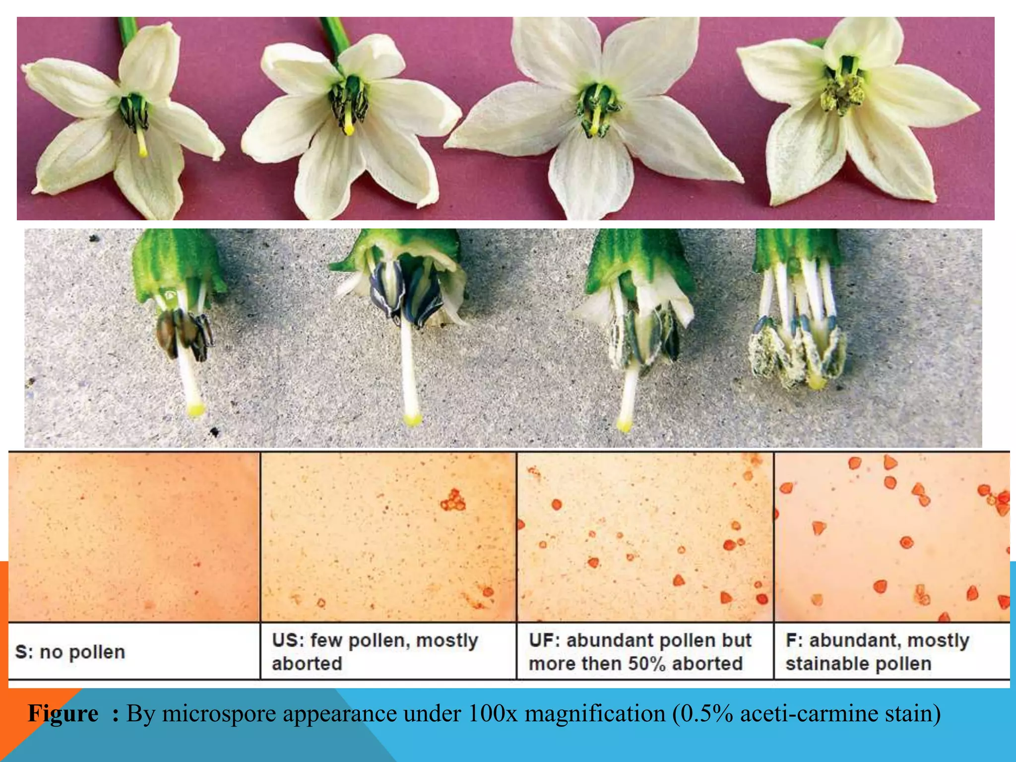 Figure : By microspore appearance under 100x magnification (0.5% aceti-carmine stain)
 
