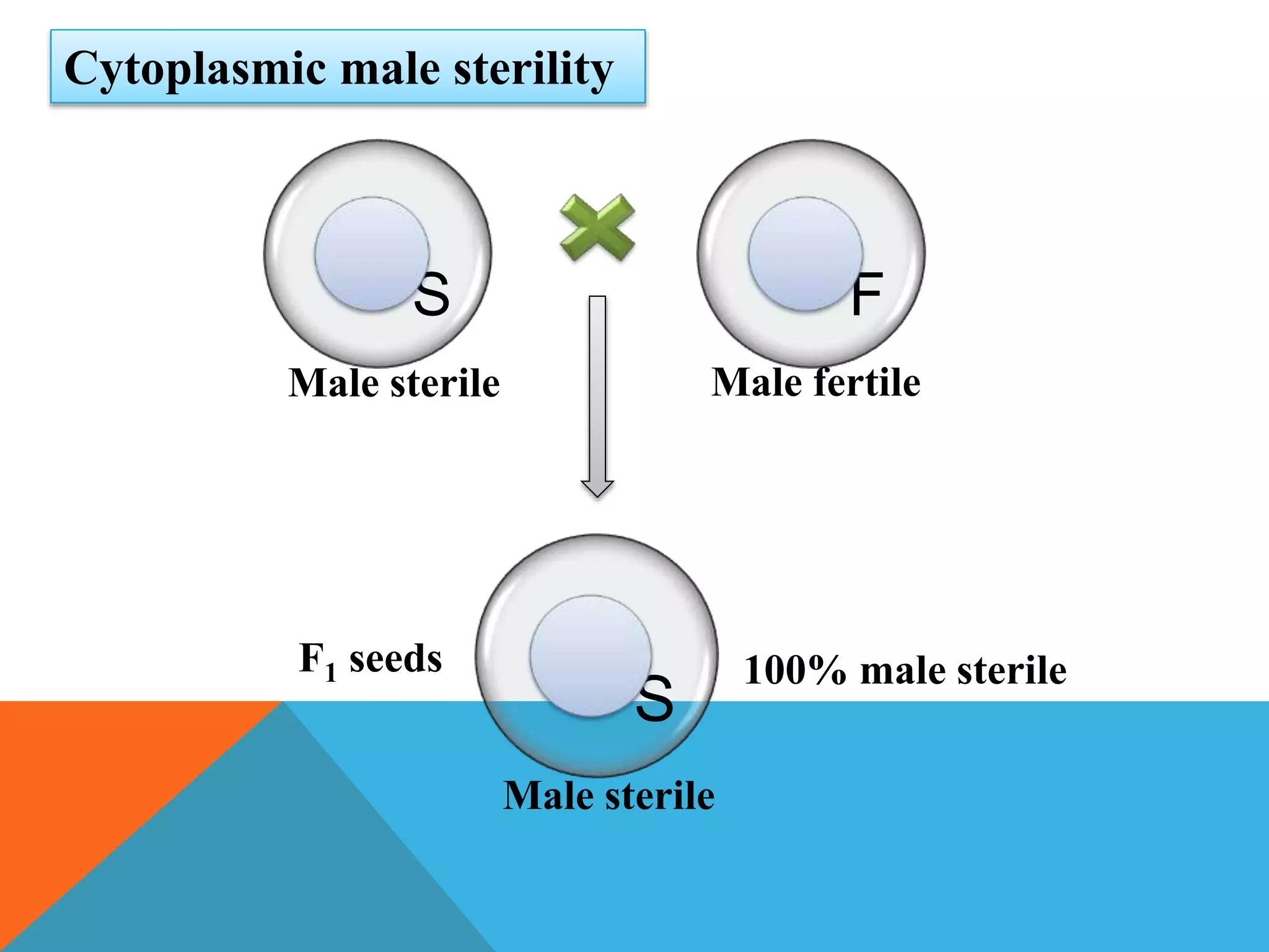 S F
S
Male sterile
Male sterile
Male fertile
F1 seeds 100% male sterile
Cytoplasmic male sterility
 