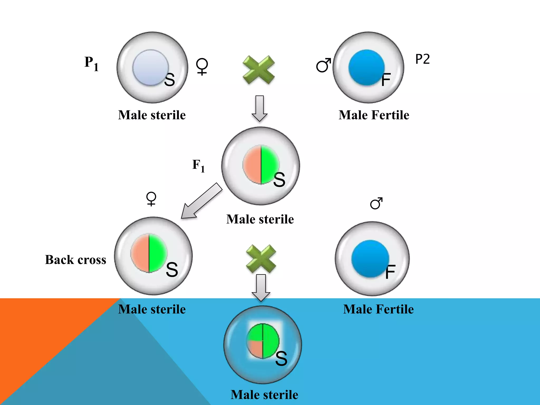S F
S
S F
S
P1
P2
Male sterile Male Fertile
Male sterile
F1
Male sterile Male Fertile
Male sterile
Back cross
♀ ♂
♂♀
 