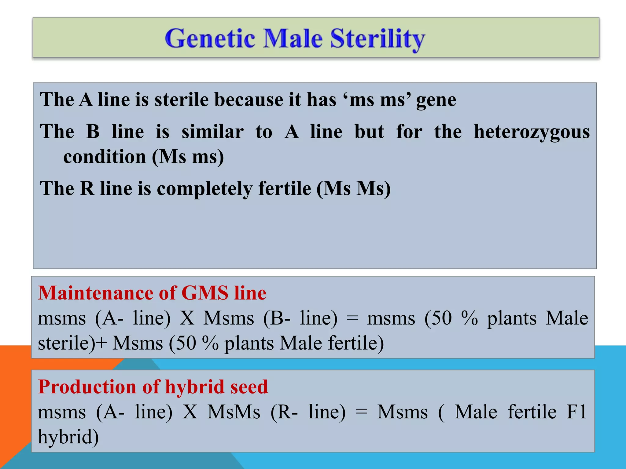 The A line is sterile because it has ‘ms ms’ gene
The B line is similar to A line but for the heterozygous
condition (Ms ms)
The R line is completely fertile (Ms Ms)
Maintenance of GMS line
msms (A- line) X Msms (B- line) = msms (50 % plants Male
sterile)+ Msms (50 % plants Male fertile)
Production of hybrid seed
msms (A- line) X MsMs (R- line) = Msms ( Male fertile F1
hybrid)
 