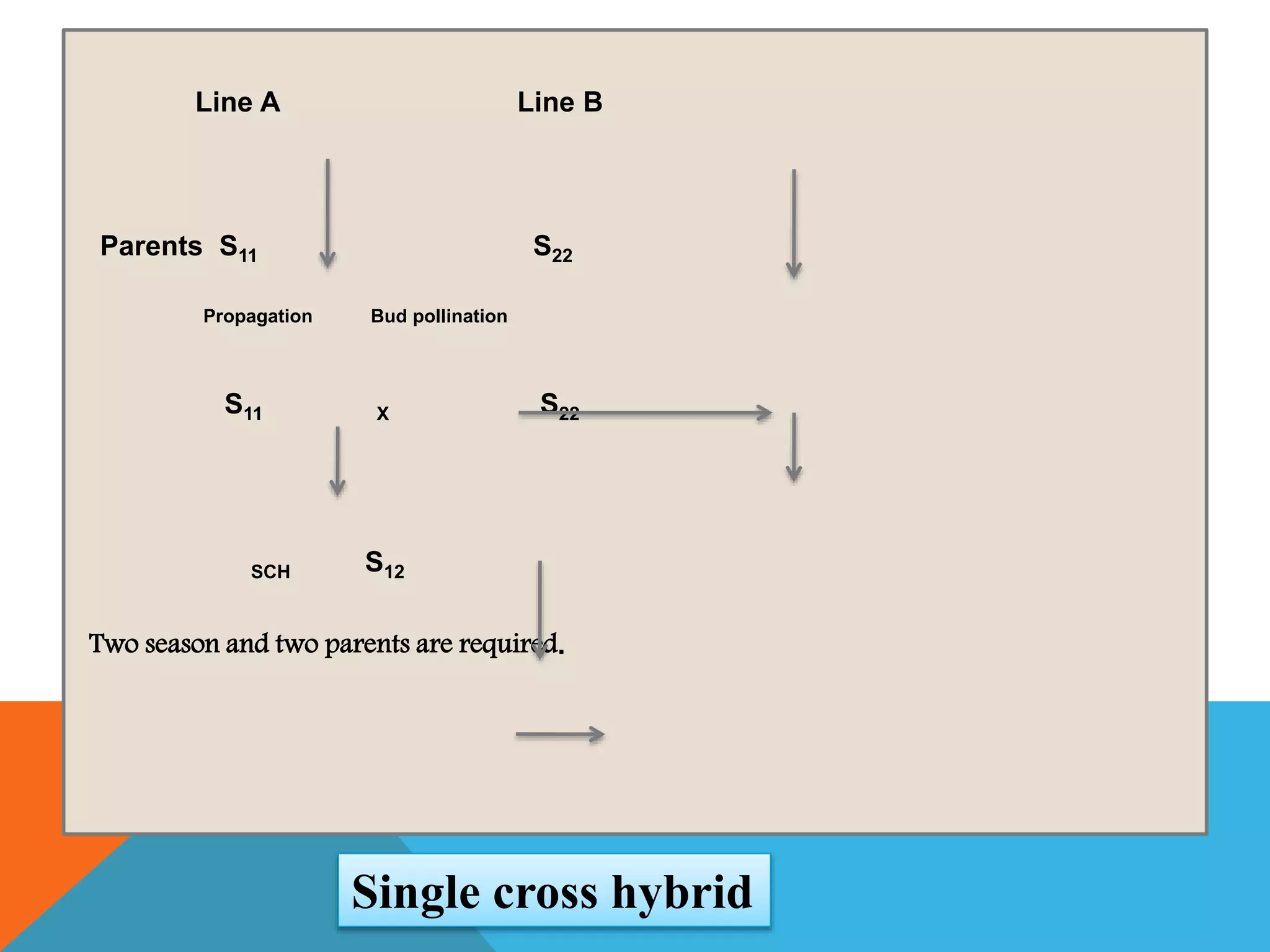 Line A Line B
Parents S11 S22
Propagation Bud pollination
S11 Χ S22
SCH S12
Two season and two parents are required.
Single cross hybrid
 