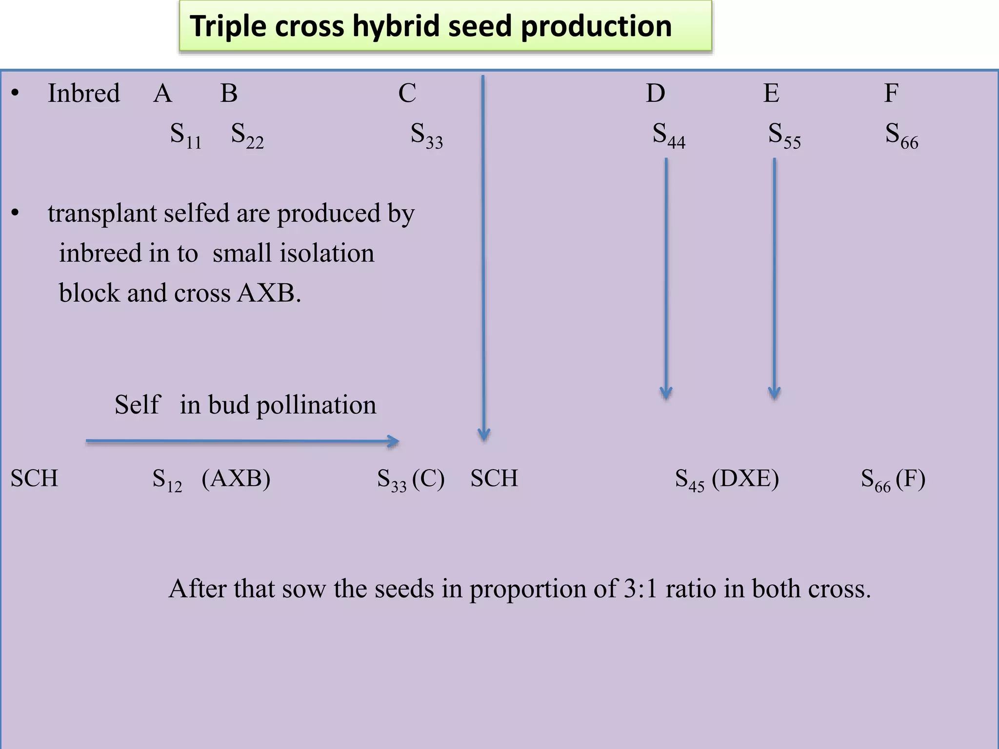 • Inbred A B C D E F
S11 S22 S33 S44 S55 S66
• transplant selfed are produced by
inbreed in to small isolation
block and cross AXB.
Self in bud pollination
SCH S12 (AXB) S33 (C) SCH S45 (DXE) S66 (F)
After that sow the seeds in proportion of 3:1 ratio in both cross.
Triple cross hybrid seed production
 