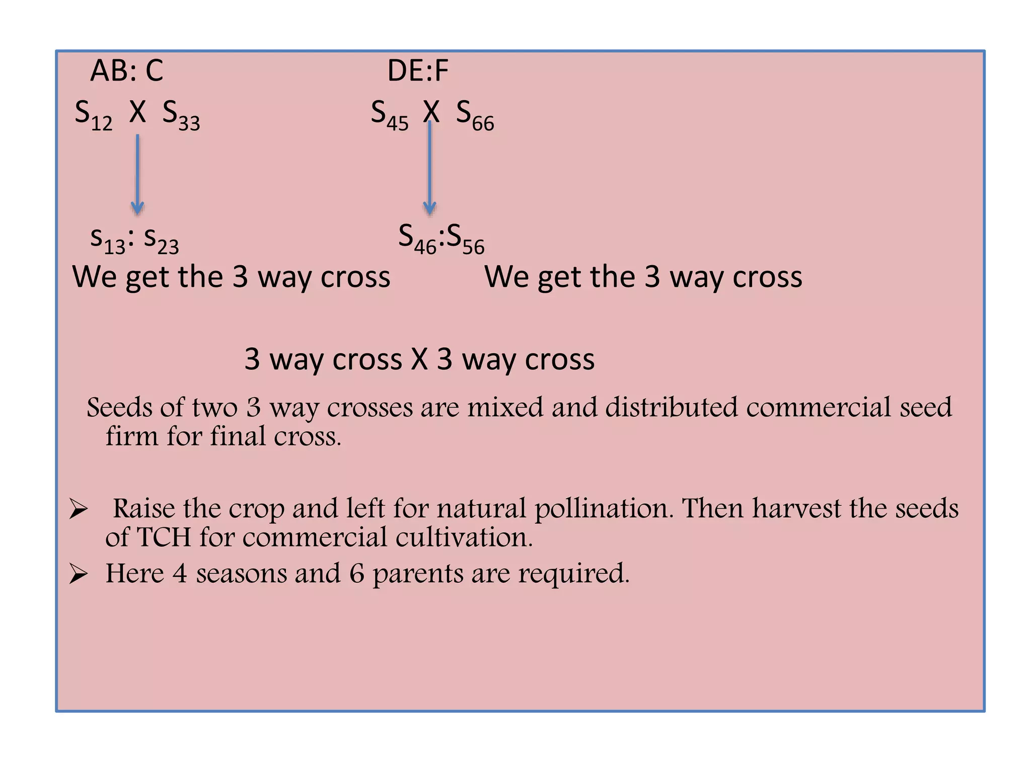 AB: C DE:F
S12 X S33 S45 X S66
s13: s23 S46:S56
We get the 3 way cross We get the 3 way cross
3 way cross X 3 way cross
Seeds of two 3 way crosses are mixed and distributed commercial seed
firm for final cross.
 Raise the crop and left for natural pollination. Then harvest the seeds
of TCH for commercial cultivation.
 Here 4 seasons and 6 parents are required.
 