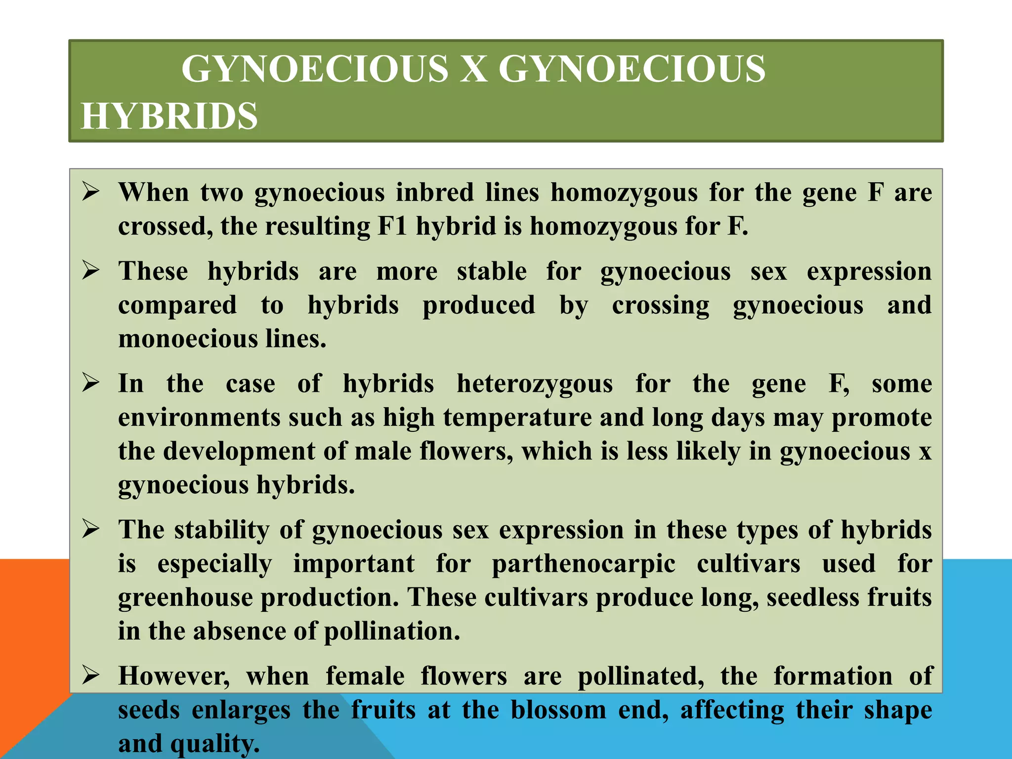 GYNOECIOUS X GYNOECIOUS
HYBRIDS
 When two gynoecious inbred lines homozygous for the gene F are
crossed, the resulting F1 hybrid is homozygous for F.
 These hybrids are more stable for gynoecious sex expression
compared to hybrids produced by crossing gynoecious and
monoecious lines.
 In the case of hybrids heterozygous for the gene F, some
environments such as high temperature and long days may promote
the development of male flowers, which is less likely in gynoecious x
gynoecious hybrids.
 The stability of gynoecious sex expression in these types of hybrids
is especially important for parthenocarpic cultivars used for
greenhouse production. These cultivars produce long, seedless fruits
in the absence of pollination.
 However, when female flowers are pollinated, the formation of
seeds enlarges the fruits at the blossom end, affecting their shape
and quality.
 