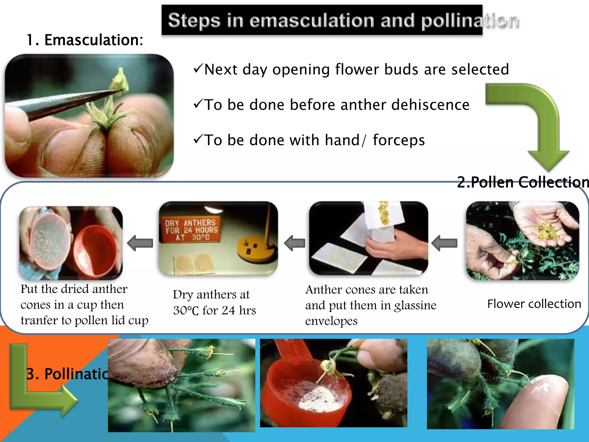 Next day opening flower buds are selected
To be done before anther dehiscence
To be done with hand/ forceps
2.Pollen Collection
1. Emasculation:
Flower collection
Anther cones are taken
and put them in glassine
envelopes
Dry anthers at
30℃ for 24 hrs
Put the dried anther
cones in a cup then
tranfer to pollen lid cup
3. Pollination
 
