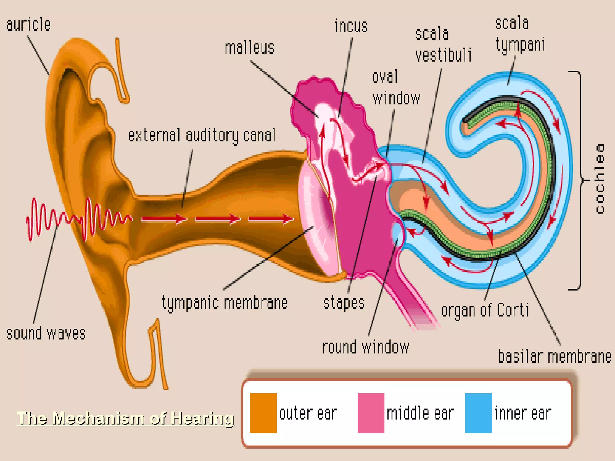 Problems of the ear