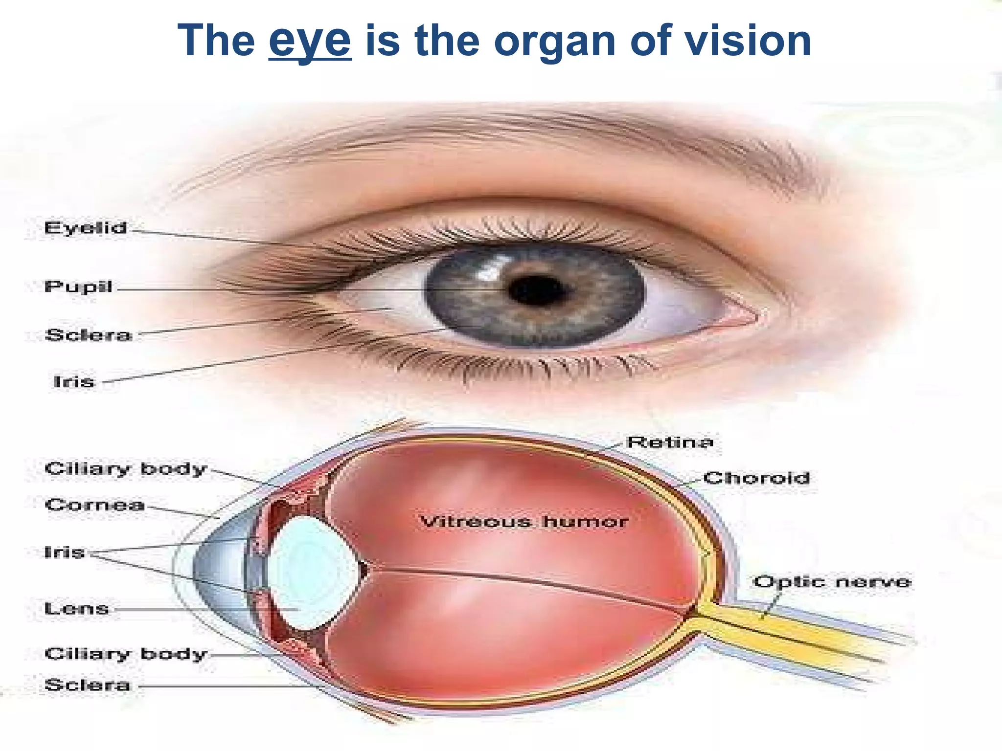 The  eye  is the organ of vision  