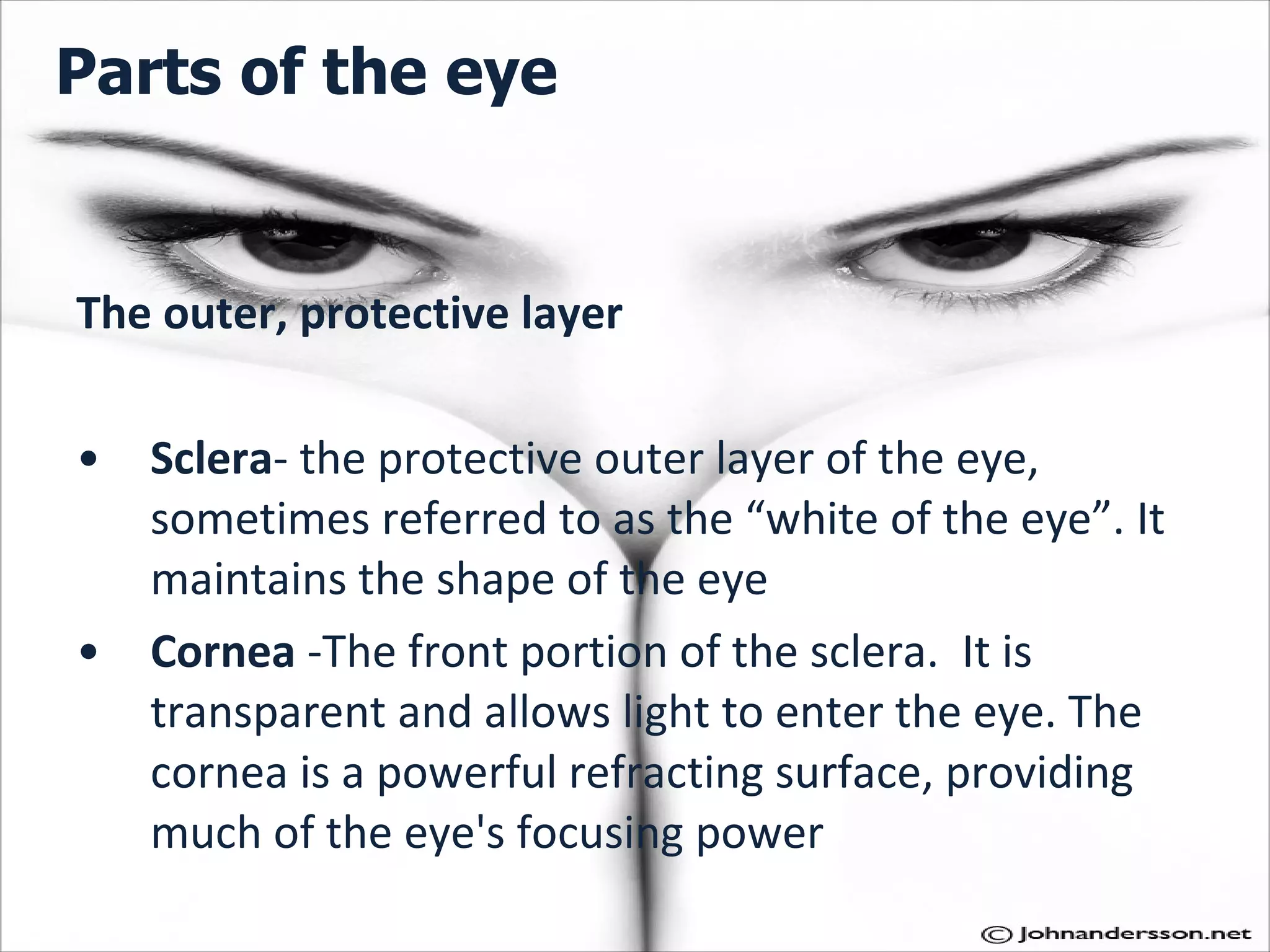 Parts of the eye The outer, protective layer Sclera - the protective outer layer of the eye, sometimes referred to as the “white of the eye”. It maintains the shape of the eye  Cornea  -The front portion of the sclera.  It is transparent and allows light to enter the eye. The cornea is a powerful refracting surface, providing much of the eye's focusing power 