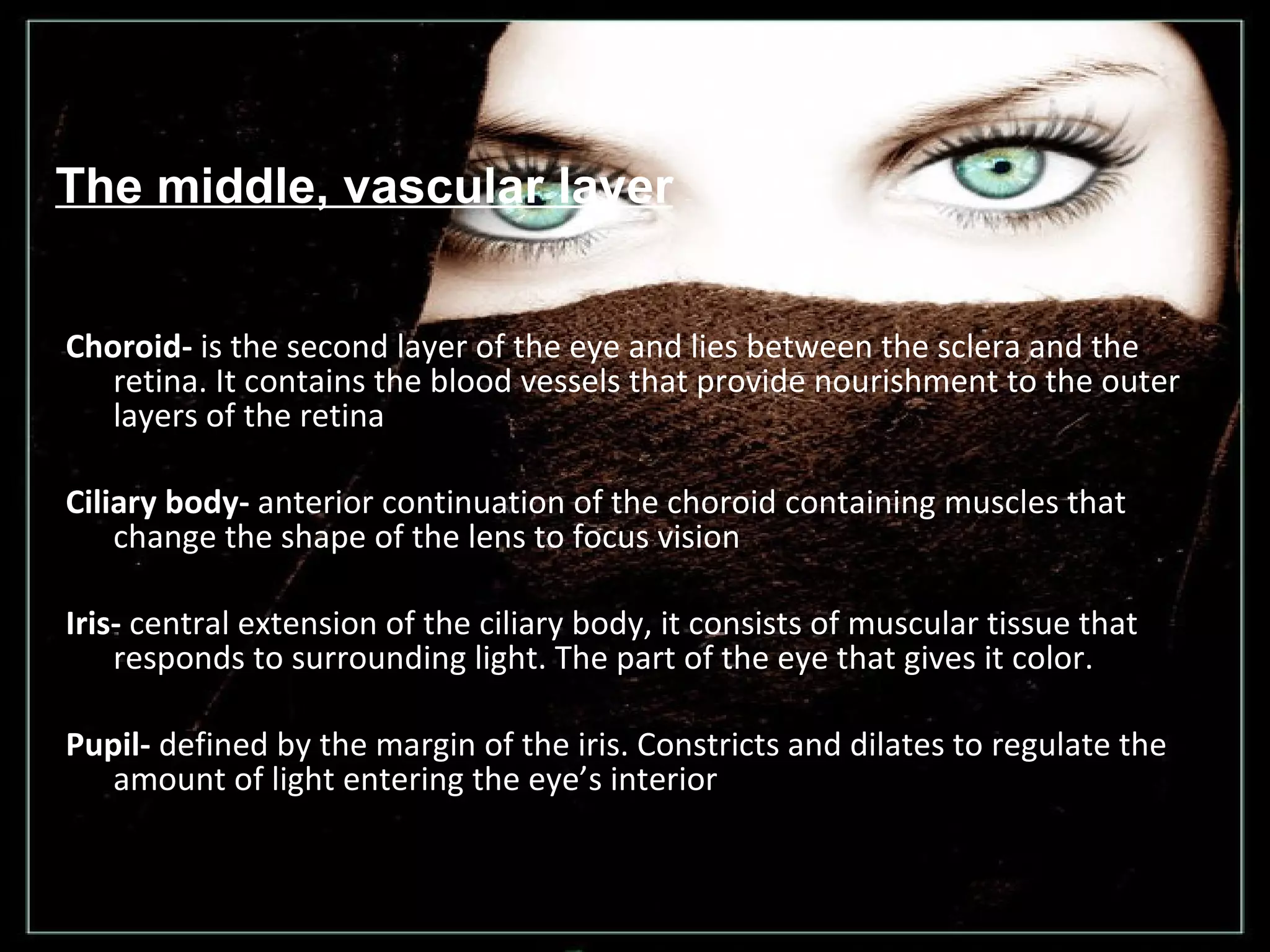 Choroid-  is the second layer of the eye and lies between the sclera and the retina. It contains the blood vessels that provide nourishment to the outer layers of the retina  Ciliary body-  anterior continuation of the choroid containing muscles that change the shape of the lens to focus vision Iris-  central extension of the ciliary body, it consists of muscular tissue that responds to surrounding light. The part of the eye that gives it color.  Pupil-  defined by the margin of the iris. Constricts and dilates to regulate the amount of light entering the eye’s interior The middle, vascular layer 