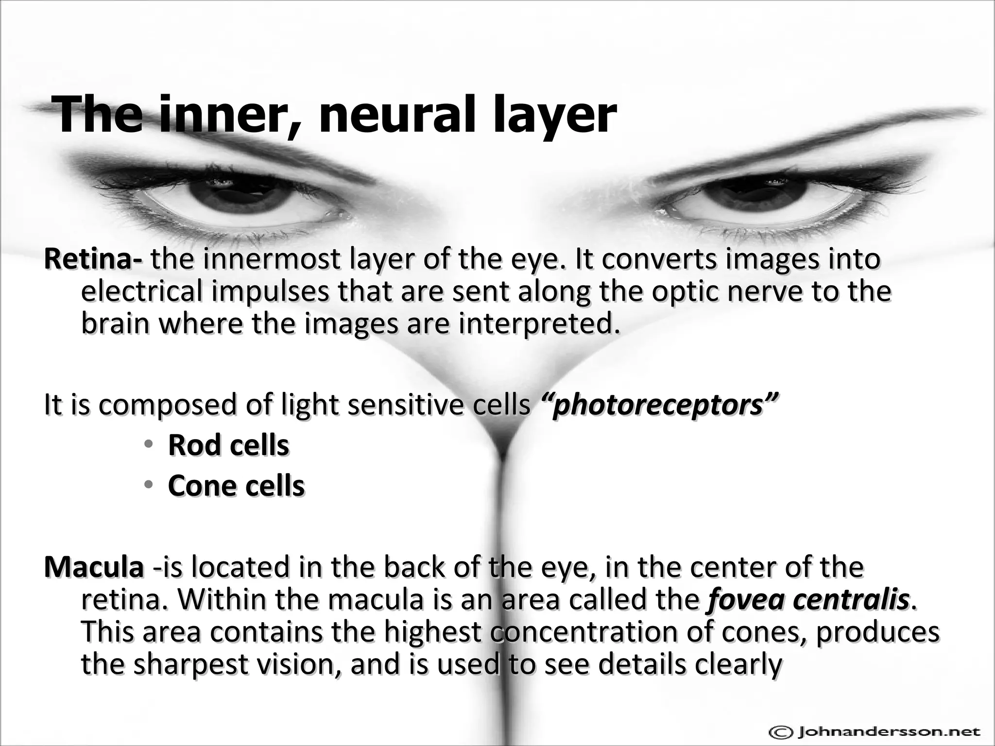 The inner, neural layer  Retina-  the innermost layer of the eye. It converts images into electrical impulses that are sent along the optic nerve to the brain where the images are interpreted.  It is composed of light sensitive cells  “photoreceptors” Rod cells Cone cells Macula  -is located in the back of the eye, in the center of the retina. Within the macula is an area called the  fovea centralis . This area contains the highest concentration of cones, produces the sharpest vision, and is used to see details clearly  