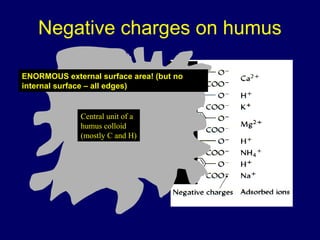 Negative charges on humus
ENORMOUS external surface area! (but no
internal surface – all edges)

Central unit of a
humus colloid
(mostly C and H)

 