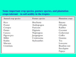 Some important crop species, pasture species, and plantation
crops tolerant to soil acidity in the tropics

 