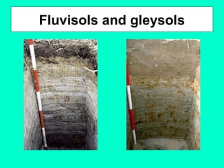 Fluvisols and gleysols

 