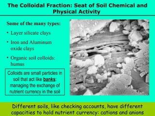 The Colloidal Fraction: Seat of Soil Chemical and
Physical Activity
Some of the many types:
• Layer silicate clays
• Iron and Aluminum
oxide clays
• Organic soil colloids:
humus
Colloids are small particles in
soil that act like banks:
managing the exchange of
nutrient currency in the soil
Different soils, like checking accounts, have different
capacities to hold nutrient currency: cations and anions

 