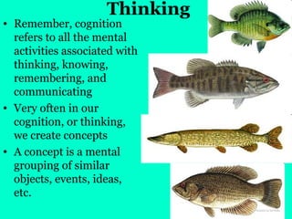 Thinking
• Remember, cognition
refers to all the mental
activities associated with
thinking, knowing,
remembering, and
communicating
• Very often in our
cognition, or thinking,
we create concepts
• A concept is a mental
grouping of similar
objects, events, ideas,
etc.
 