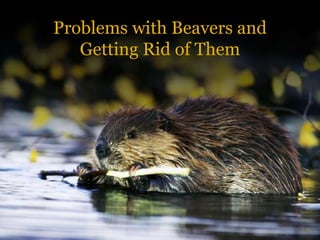 Problems with Beavers and
Getting Rid of Them
 