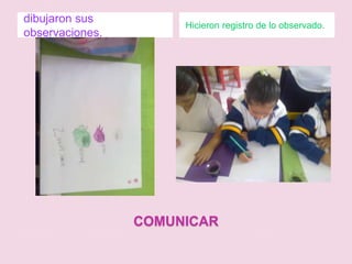 COMUNICARdibujaron sus observaciones.Hicieron registro de lo observado.