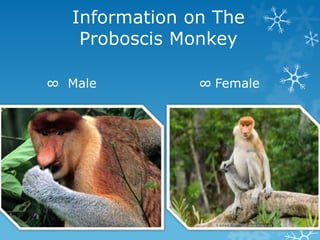 Information on The
    Proboscis Monkey

∞ Male          ∞ Female
 