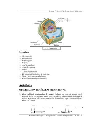 Trabajo Práctico No
2 :Procariotas y Eucariotas
Cátedra de Biología I – Bioingeniería – Facultad de Ingeniería – U.N.S.J. 3
Materiales
♦ Microscopio.
♦ Portaobjetos.
♦ Cubreobjetos.
♦ Gotero.
♦ Azul de metileno.
♦ Agua de estanque.
♦ Pipeta.
♦ Aceite de inmersión
♦ Preparados histológicos de bacterias.
♦ Yogurt (aportado por el alumno)
♦ Cebolla (aportado por el alumno)
Actividades
OBSERVACIÓN DE CÉLULAS PROCARIOTAS
1. Observación de Lactobacilos de yogurt: Colocar una gota de yogurt en el
extremo de un portaobjetos y con otro extender el material como lo indica la
figura. Dejar secar, colocar una gota de azul de metileno, tapar con cubreobjetos.
Observar. Dibujar
CELULA VEGETAL
 