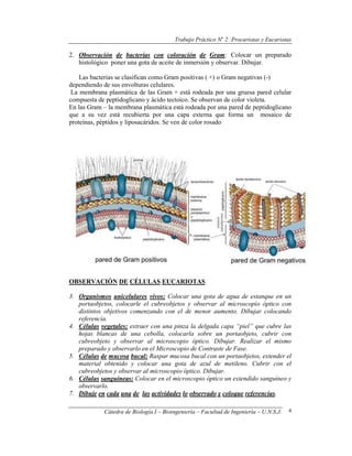 Trabajo Práctico No
2 :Procariotas y Eucariotas
Cátedra de Biología I – Bioingeniería – Facultad de Ingeniería – U.N.S.J. 4
2. Observación de bacterias con coloración de Gram: Colocar un preparado
histológico poner una gota de aceite de inmersión y observar. Dibujar.
Las bacterias se clasifican como Gram positivas ( +) o Gram negativas (-)
dependiendo de sus envolturas celulares.
La membrana plasmática de las Gram + está rodeada por una gruesa pared celular
compuesta de peptidoglicano y ácido tectoico. Se observan de color violeta.
En las Gram – la membrana plasmática está rodeada por una pared de peptidoglicano
que a su vez está recubierta por una capa externa que forma un mosaico de
proteínas, péptidos y liposacáridos. Se ven de color rosado
OBSERVACIÓN DE CÉLULAS EUCARIOTAS
3. Organismos unicelulares vivos: Colocar una gota de agua de estanque en un
portaobjetos, colocarle el cubreobjetos y observar al microscopio óptico con
distintos objetivos comenzando con el de menor aumento. Dibujar colocando
referencia.
4. Células vegetales: extraer con una pinza la delgada capa “piel” que cubre las
hojas blancas de una cebolla, colocarla sobre un portaobjeto, cubrir con
cubreobjeto y observar al microscopio óptico. Dibujar. Realizar el mismo
preparado y observarlo en el Microscopio de Contraste de Fase.
5. Células de mucosa bucal: Raspar mucosa bucal con un portaobjetos, extender el
material obtenido y colocar una gota de azul de metileno. Cubrir con el
cubreobjetos y observar al microscopio óptico. Dibujar.
6. Células sanguíneas: Colocar en el microscopio óptico un extendido sanguíneo y
observarlo.
7. Dibuje en cada una de las actividades lo observado y coloque referencias.
 