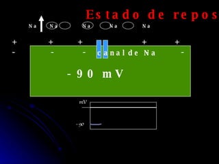 canal de Na Na  Na  Na  Na  Na +  +  +  +  +  -  -  -  -  -  - 90 mV Estado de reposo - 90 mV 