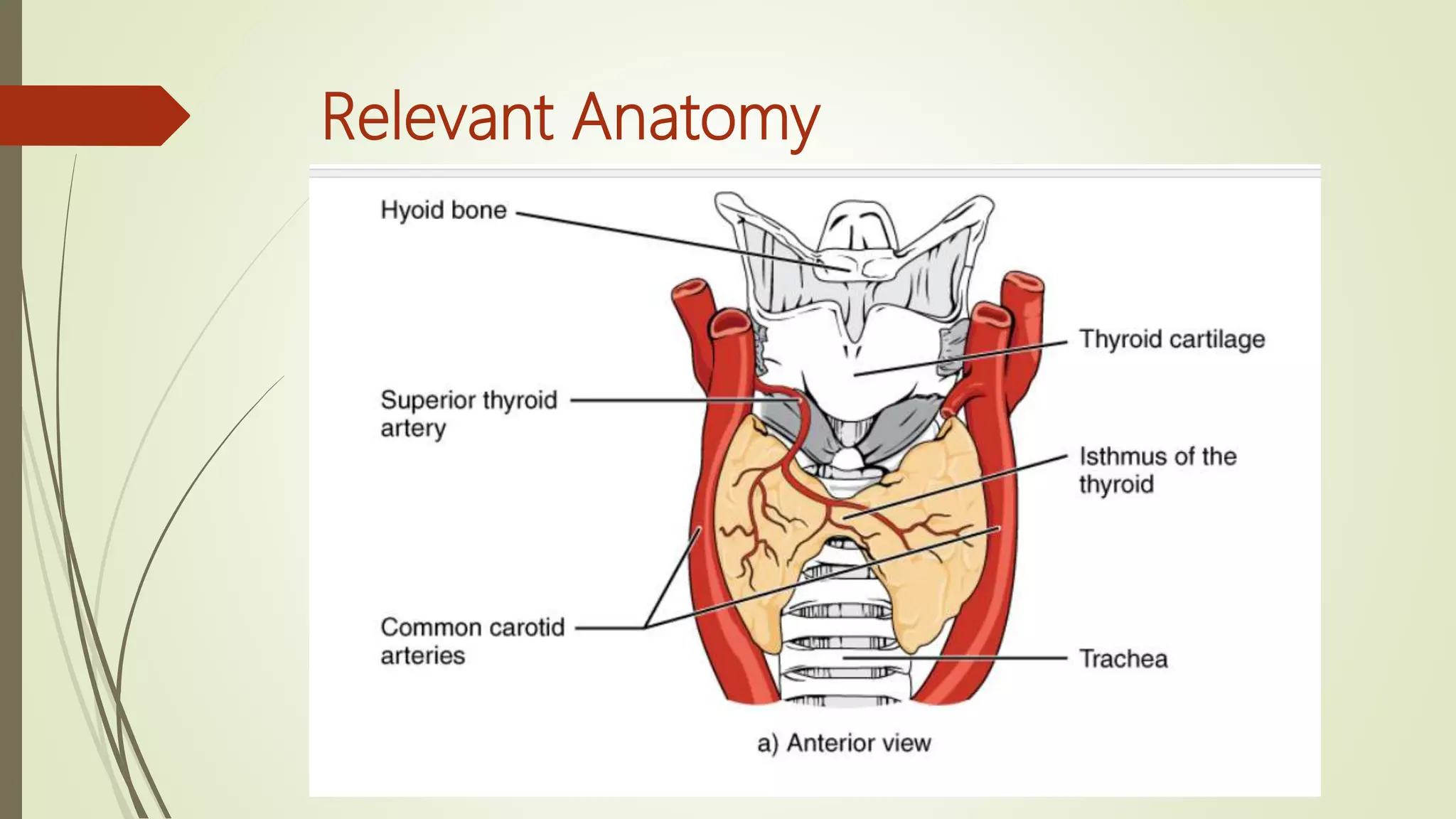 Relevant Anatomy
 