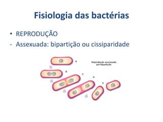 Fisiologia das bactérias
• REPRODUÇÃO
- Assexuada: bipartição ou cissiparidade