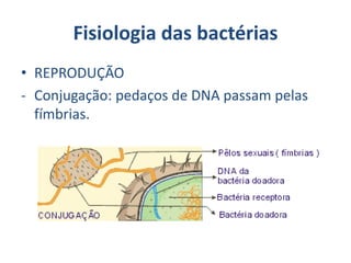 Fisiologia das bactérias
• REPRODUÇÃO
- Conjugação: pedaços de DNA passam pelas
fímbrias.