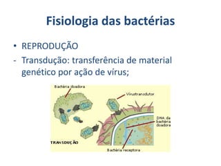 Fisiologia das bactérias
• REPRODUÇÃO
- Transdução: transferência de material
genético por ação de vírus;