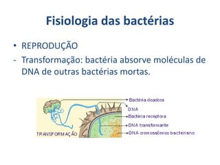 Fisiologia das bactérias
• REPRODUÇÃO
- Transformação: bactéria absorve moléculas de
DNA de outras bactérias mortas.