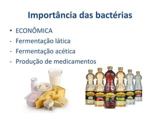Importância das bactérias
• ECONÔMICA
- Fermentação lática
- Fermentação acética
- Produção de medicamentos