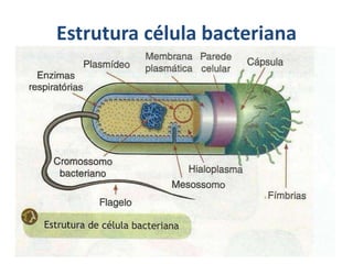 Estrutura célula bacteriana