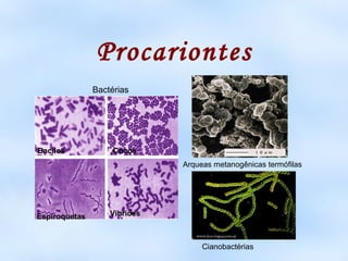 Procariontes
               Bactérias




Bacilos             Cocos
                              Arqueas metanogênicas termófilas




Espiroquetas       Vibriões



                                   Cianobactérias
 