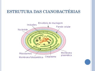 ESTRUTURA DAS CIANOBACTÉRIAS 