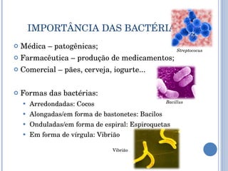 IMPORTÂNCIA DAS BACTÉRIAS Médica – patogênicas; Farmacêutica – produção de medicamentos; Comercial – pães, cerveja, iogurte... Formas das bactérias: Arredondadas: Cocos Alongadas/em forma de bastonetes: Bacilos Onduladas/em forma de espiral: Espiroquetas Em forma de vírgula: Vibrião Streptococus Bacillus Vibrião 