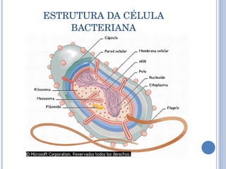 ESTRUTURA DA CÉLULA BACTERIANA 