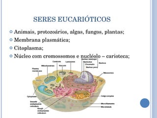 SERES EUCARIÓTICOS Animais, protozoários, algas, fungos, plantas; Membrana plasmática; Citoplasma; Núcleo com cromossomos e nucléolo – carioteca; 