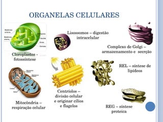 ORGANELAS CELULARES Cloroplastos - fotossíntese Lisossomos – digestão intracelular Complexo de Golgi – armazenamento e  secrção Mitocôndria – respiração celular Centríolos – divisão celular e originar cílios e flagelos REL – síntese de lipídeos REG – síntese proteica 