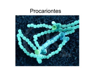 Procariontes
 