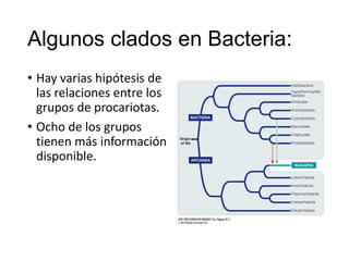 Algunos clados en Bacteria:
• Hay varias hipótesis de
las relaciones entre los
grupos de procariotas.
• Ocho de los grupos
tienen más información
disponible.
 