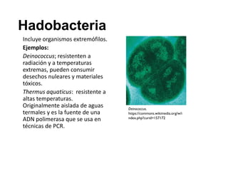 Incluye organismos extremófilos.
Ejemplos:
Deinococcus; resistenten a
radiación y a temperaturas
extremas, pueden consumir
desechos nuleares y materiales
tóxicos.
Thermus aquaticus: resistente a
altas temperaturas.
Originalmente aislada de aguas
termales y es la fuente de una
ADN polimerasa que se usa en
técnicas de PCR.
Deinococcus.
https://commons.wikimedia.org/w/i
ndex.php?curid=157172
Hadobacteria
 