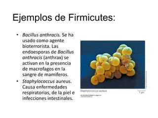 Ejemplos de Firmicutes:
• Bacillus anthracis. Se ha
usado como agente
bioterrorista. Las
endoesporas de Bacillus
anthracis (anthrax) se
activan en la presencia
de macrofagos en la
sangre de mamiferos.
• Staphylococcus aureus.
Causa enfermedades
respiratorias, de la piel e
infecciones intestinales.
 