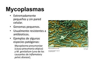 Mycoplasmas
• Extremadamente
pequeños y sin pared
celular.
• Genomas pequenos.
• Usualmente resistentes a
antibioticos.
• Ejemplos de algunas
especies patógenas:
Mycoplasma pneumoniae
(causa pneumonia atípica)
y M. genitalium (uno de los
causantes de Inflamatory
pelvic disease).
 