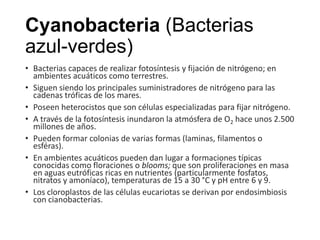 Cyanobacteria (Bacterias
azul-verdes)
• Bacterias capaces de realizar fotosíntesis y fijación de nitrógeno; en
ambientes acuáticos como terrestres.
• Siguen siendo los principales suministradores de nitrógeno para las
cadenas tróficas de los mares.
• Poseen heterocistos que son células especializadas para fijar nitrógeno.
• A través de la fotosíntesis inundaron la atmósfera de O2 hace unos 2.500
millones de años.
• Pueden formar colonias de varias formas (laminas, filamentos o
esféras).
• En ambientes acuáticos pueden dan lugar a formaciones típicas
conocidas como floraciones o blooms; que son proliferaciones en masa
en aguas eutróficas ricas en nutrientes (particularmente fosfatos,
nitratos y amoníaco), temperaturas de 15 a 30 °C y pH entre 6 y 9.
• Los cloroplastos de las células eucariotas se derivan por endosimbiosis
con cianobacterias.
 
