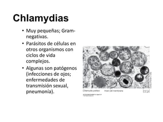 Chlamydias
• Muy pequeñas; Gram-
negativas.
• Parásitos de células en
otros organismos con
ciclos de vida
complejos.
• Algunas son patógenos
(infecciones de ojos;
enfermedades de
transmisión sexual,
pneumonía).
 