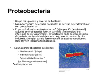Proteobacteria
• Grupo más grande y diverso de bacterias.
• Los mitocondrios de células eucariotas se derivan de endosimbiosis
con proteobacterias.
• El grupo incluye las enterobacterias* (ejemplo: Escherichia coli).
Algunas enterobacterias forman parte de la microbiota del
intestinos de varios animales. Importantes en la descomposición
de materia dentro de los intestinos. Algunas se usan en la bio-
industria. Ejemplo: para la fermentación de quesos y productos
lácteos; y en industria farmacéutica.
• Algunas proteobacterias patógenas:
• Yersinia pestis* (plaga)
• Vibrio cholerae (cólera)
• Salmonella typhimurium*
(problemas gastrointestinales)
*enterobacterias
 