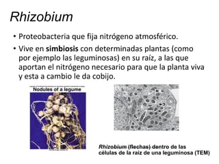 Rhizobium
• Proteobacteria que fija nitrógeno atmosférico.
• Vive en simbiosis con determinadas plantas (como
por ejemplo las leguminosas) en su raíz, a las que
aportan el nitrógeno necesario para que la planta viva
y esta a cambio le da cobijo.
Rhizobium (flechas) dentro de las
células de la raíz de una leguminosa (TEM)
 